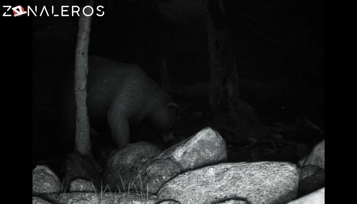 TRAILCAM por torrent