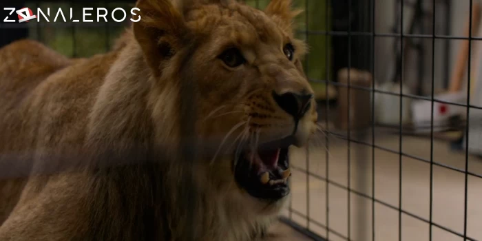 descargar El lobo y el león