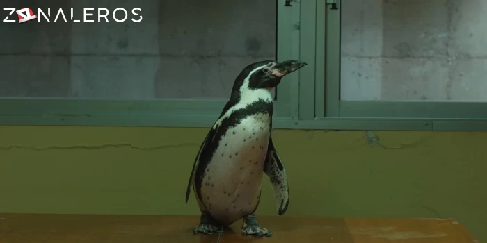 descargar Lecciones de un pingüino